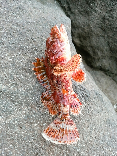 オニカサゴの釣果