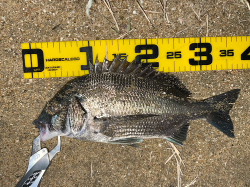 クロダイの釣果