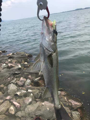 シーバスの釣果