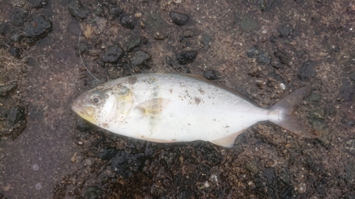 ショゴの釣果