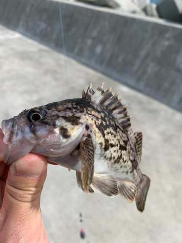 クロソイの釣果