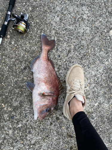 マダイの釣果