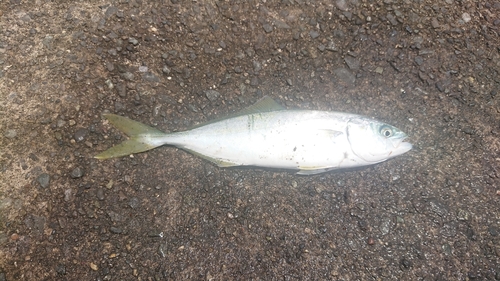 ワカシの釣果