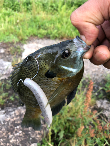 ブルーギルの釣果