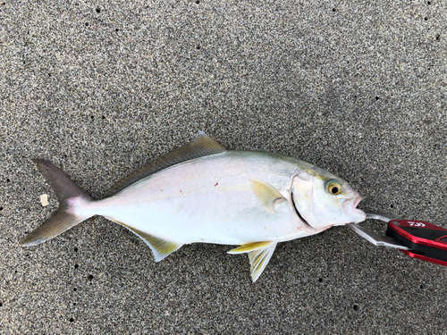 ショゴの釣果