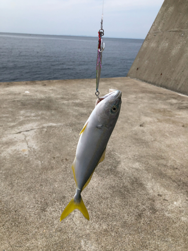 ワカシの釣果