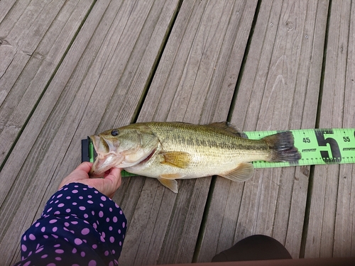 ブラックバスの釣果