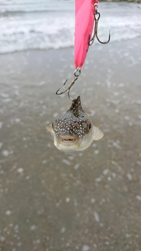 クサフグの釣果