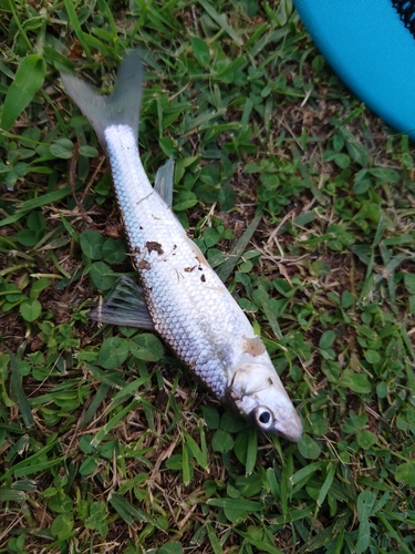 ニゴイの釣果