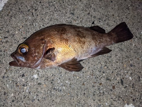 メバルの釣果