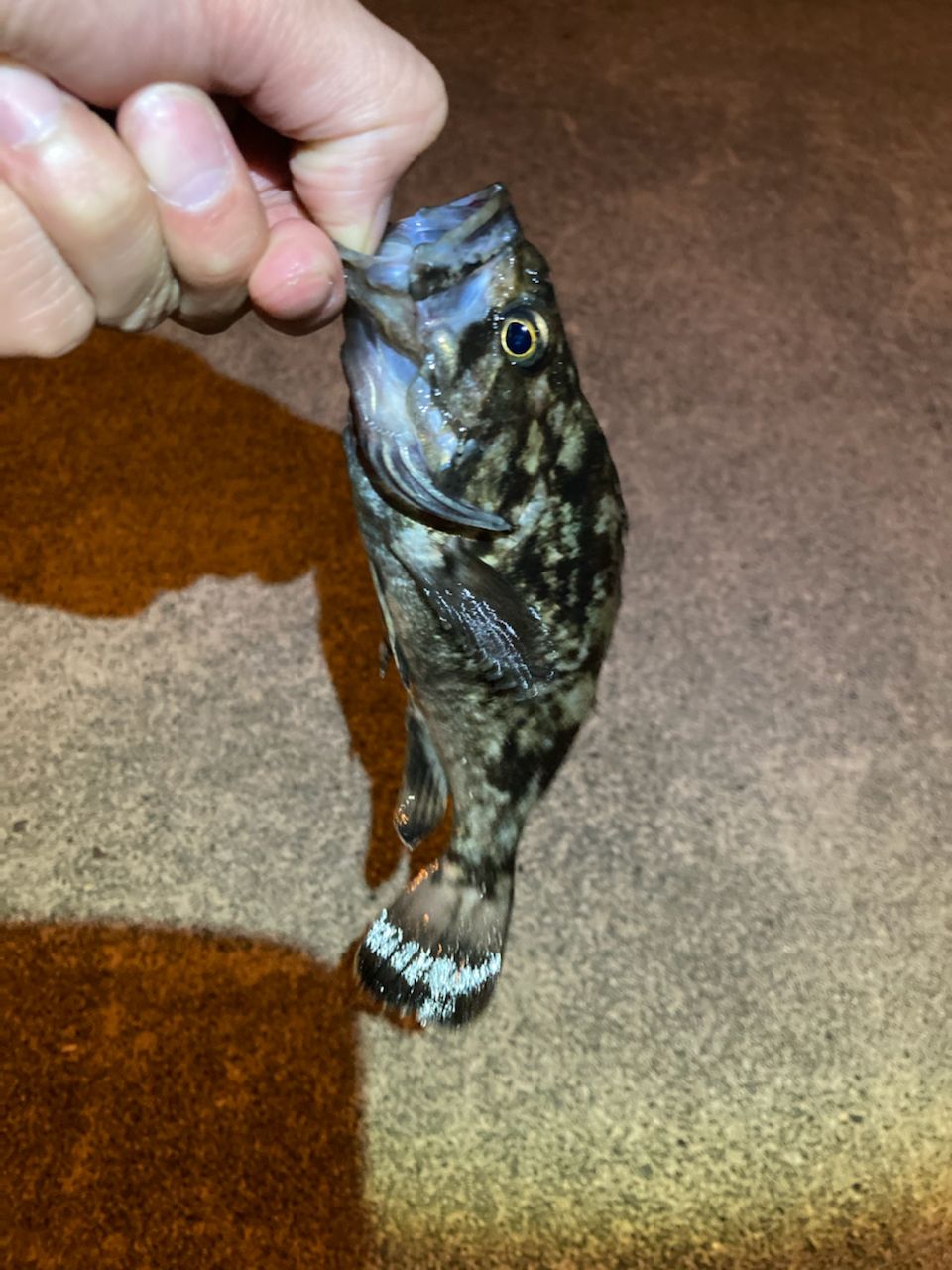 クロソイ