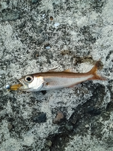 サバの釣果