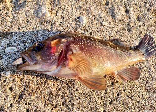 ガヤの釣果