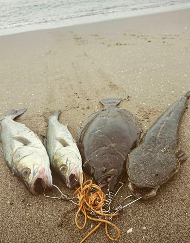 ヒラメの釣果