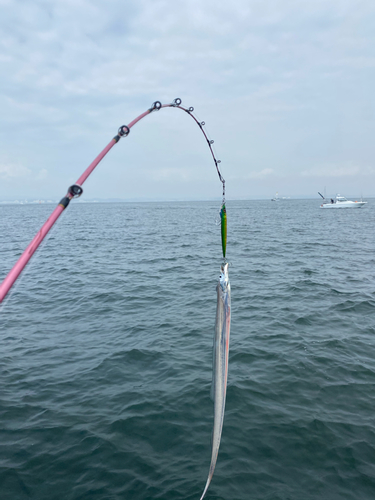 タチウオの釣果