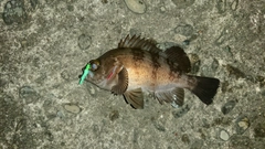 シロメバルの釣果