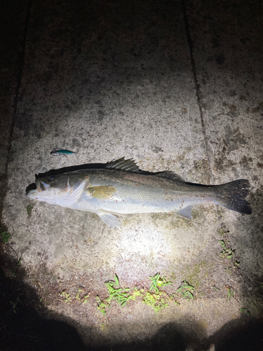 マルスズキの釣果