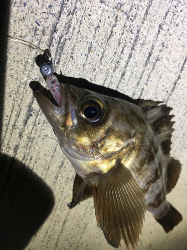 メバルの釣果