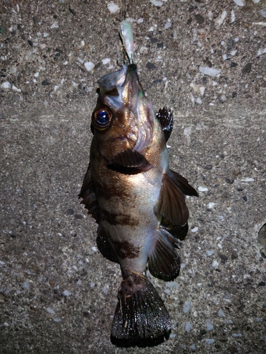 メバルの釣果