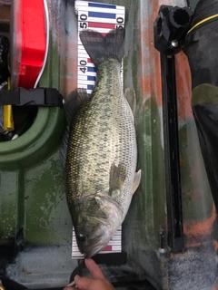 ブラックバスの釣果