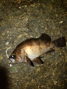 シロメバルの釣果