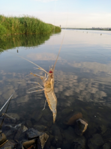 テナガエビの釣果