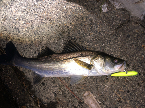 シーバスの釣果