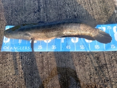 ライギョの釣果