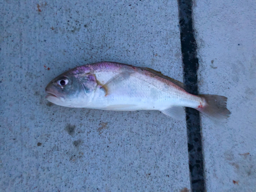 シログチの釣果