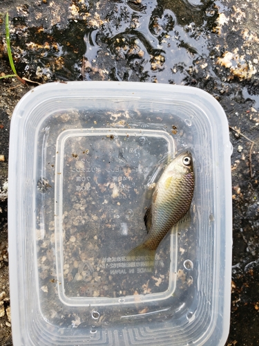 アブラボテの釣果