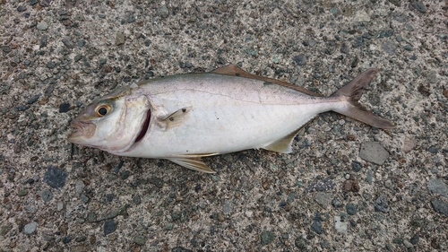 ワカシの釣果