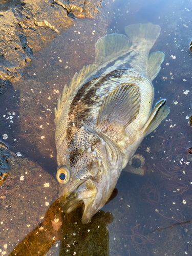 シマソイの釣果