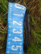 ライギョの釣果