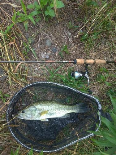 ブラックバスの釣果