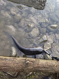 ニホンナマズの釣果