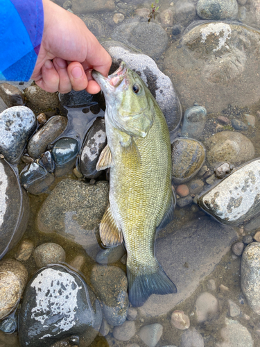 スモールマウスバスの釣果