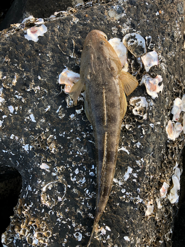 マゴチの釣果