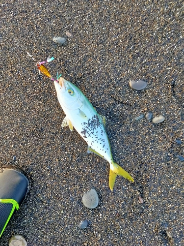 ワカシの釣果