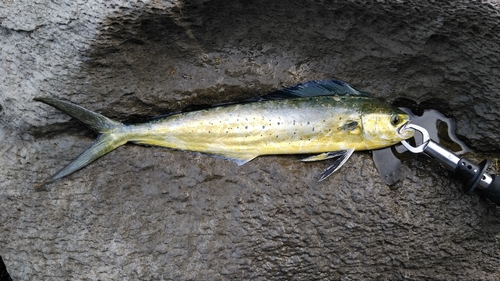 シイラの釣果