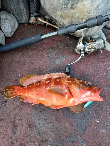 アカハタの釣果