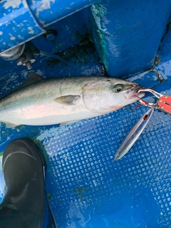 ツバスの釣果