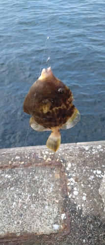 カワハギの釣果