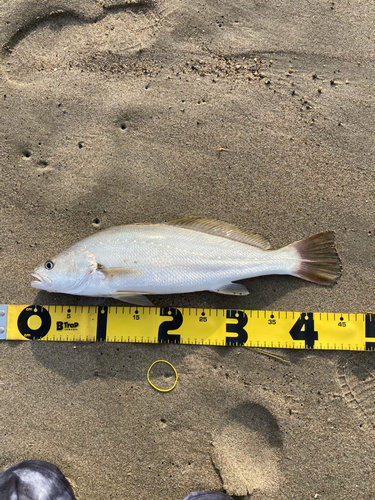 ニベの釣果