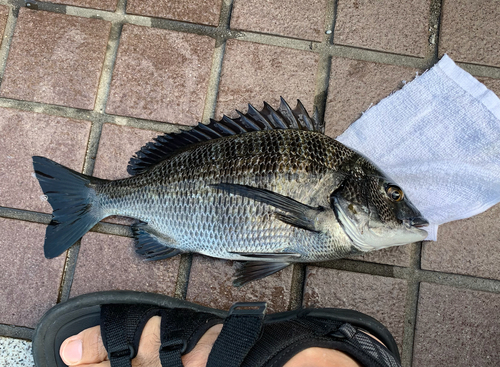 クロダイの釣果