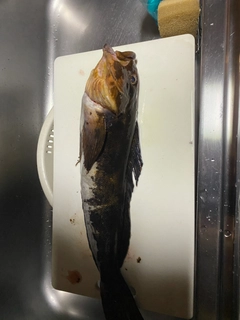 アイナメの釣果