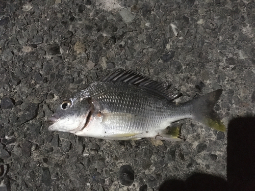 ワカシの釣果