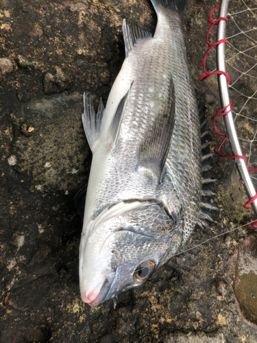 チヌの釣果