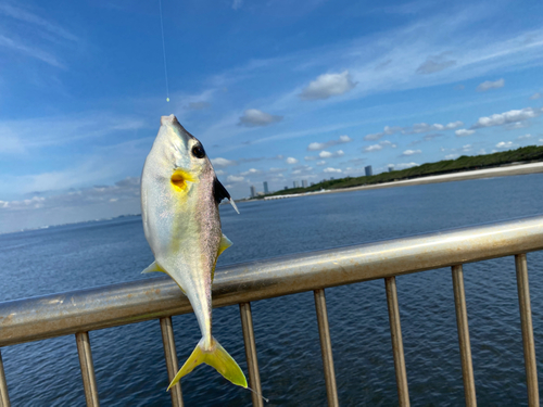 ギマの釣果