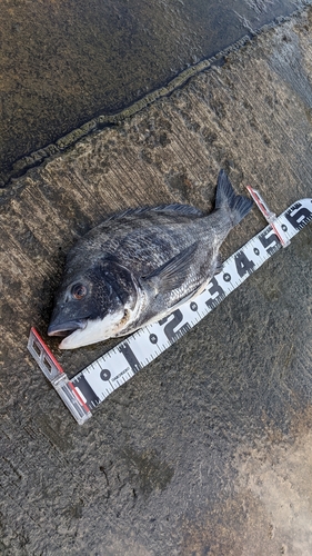 クロダイの釣果