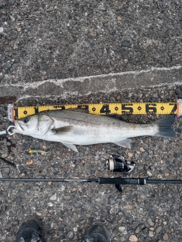 シーバスの釣果